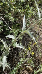 Cirsium neomexicanum utahense