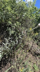 Cirsium neomexicanum utahense