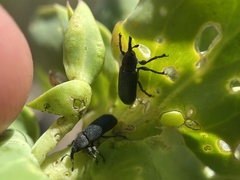 Mecinus janthiniformis