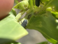 Mecinus janthiniformis