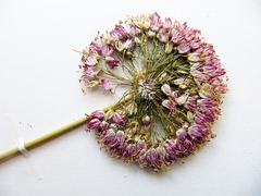 Allium maximowiczii