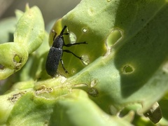 Mecinus janthiniformis