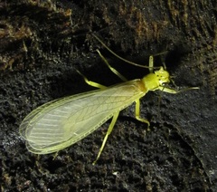 Chloroperlidae