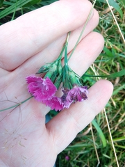 Dianthus seguieri