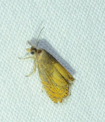 Dichrorampha bittana