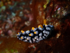 Phyllidia elegans