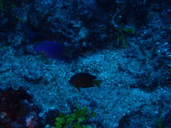 Ctenochaetus binotatus