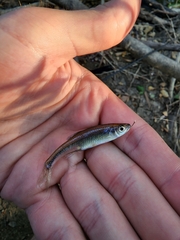 Notropis texanus