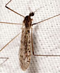Rhipidia maculata