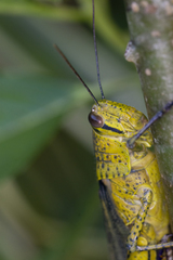 Valanga nigricornis rammei