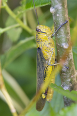 Valanga nigricornis rammei