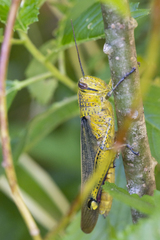 Valanga nigricornis rammei