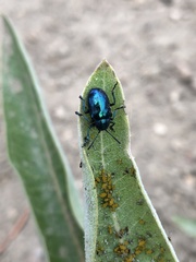 Chrysochus cobaltinus