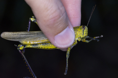 Valanga nigricornis rammei