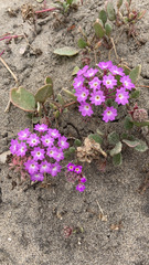 Abronia umbellata