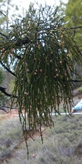 Phoradendron libocedri