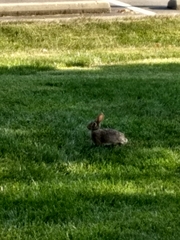 Sylvilagus floridanus