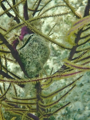 Pteria colymbus