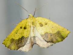 Drepanogynis variciliata