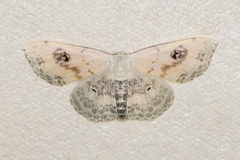 Scopula indicataria