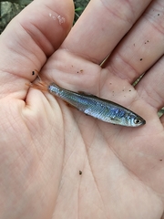 Lythrurus umbratilis