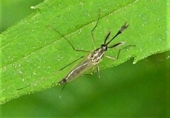 Aedes trivittatus