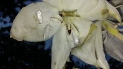 Tegeticula yuccasella