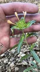 Collomia grandiflora