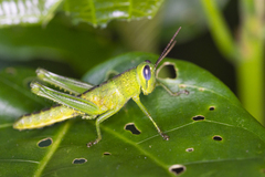 Valanga nigricornis rammei