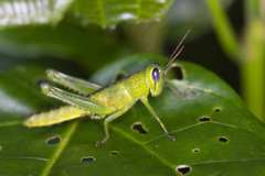 Valanga nigricornis rammei