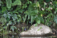 Phoenicurus fuliginosus