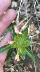 Collomia grandiflora