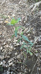 Collomia grandiflora