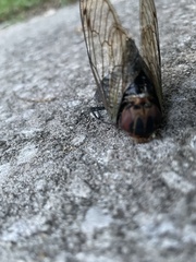 Neotibicen lyricen