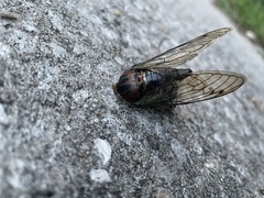 Neotibicen lyricen