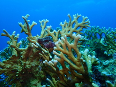 Millepora tenera