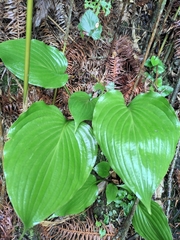 Hosta ventricosa
