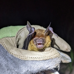 Bauerus dubiaquercus