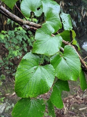 Vitis amurensis