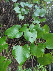 Vitis amurensis
