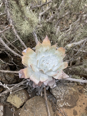 Dudleya anthonyi