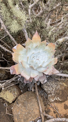 Dudleya anthonyi