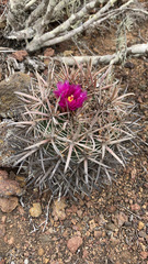 Ferocactus fordii