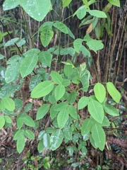 Lespedeza thunbergii