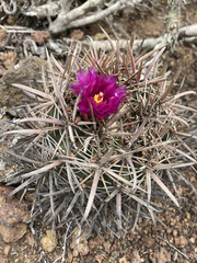 Ferocactus fordii
