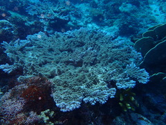 Acropora abrotanoides