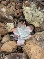 Dudleya anthonyi