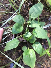 Solidago arguta boottii