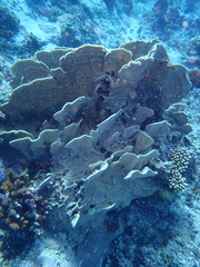 Millepora platyphylla