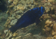 Scarus coelestinus